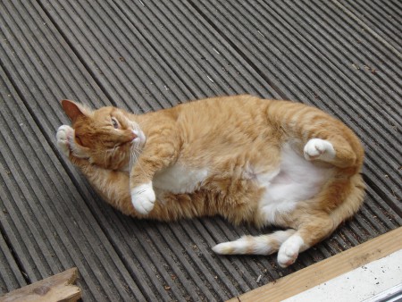 Janneke is lekker lui